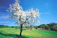 Baum mit Blüten im Frühling